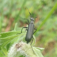 Epicauta curvicornis