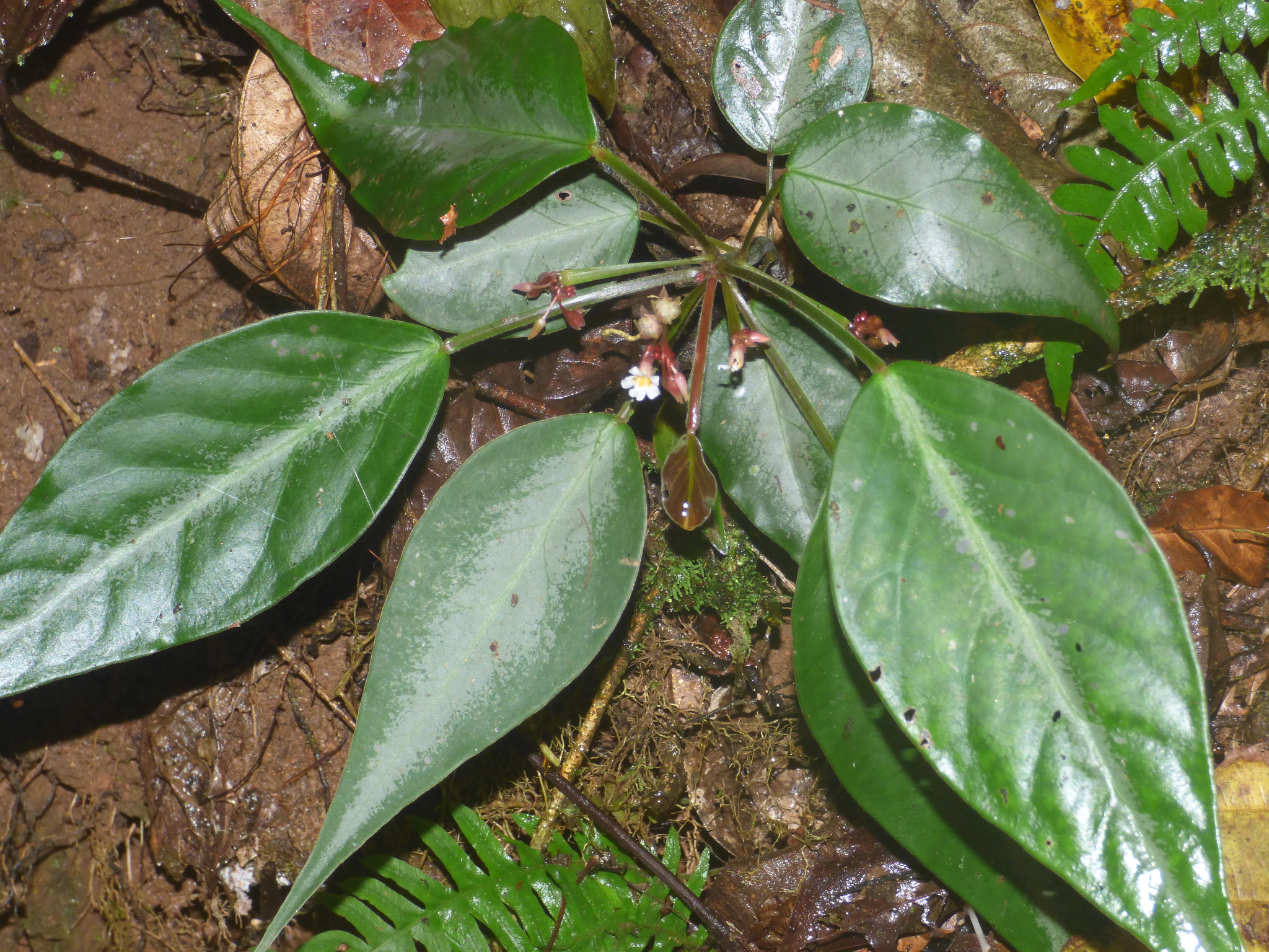Oxalis mandioccana Raddi