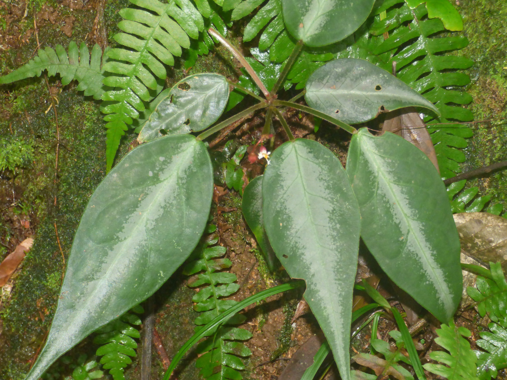 Oxalis mandioccana Raddi 2