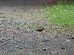 Ixoreus naevius carlottae