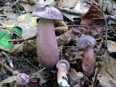 Tylopilus violatinctus