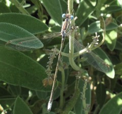 Lestes alacer
