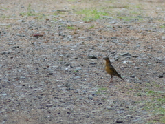 Ixoreus naevius carlottae