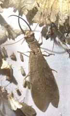 Corydalus peruvianus