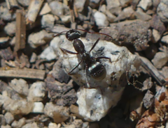 Formica argentea