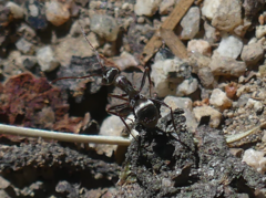 Formica argentea
