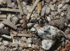 Formica argentea