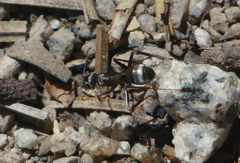 Formica argentea