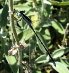 Lestes alacer