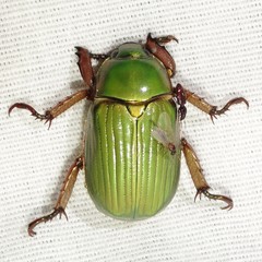 Chrysina lecontei