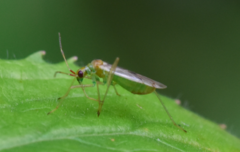 Dicyphus epilobii