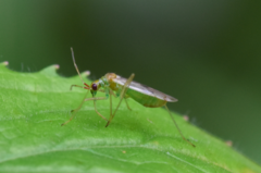 Dicyphus epilobii