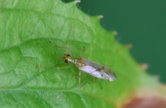 Dicyphus epilobii