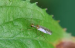 Dicyphus epilobii