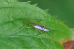 Dicyphus epilobii