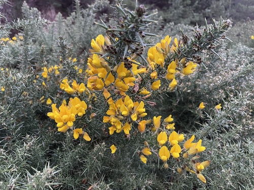 Ulex europaeus