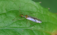 Dicyphus epilobii