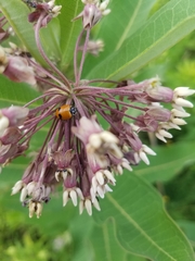 Hippodamia glacialis