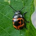 Swamp Milkweed Leaf Beetle - Photo (c) Beth Katz, some rights reserved (CC BY-NC-SA), uploaded by Beth Katz