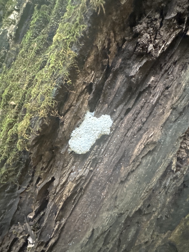 Whitewashed Rocks Rock Whitewash from Honolulu Watershed Forest Reserve, Honolulu, HI, US ...