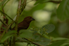 Cyanoloxia cyanoides