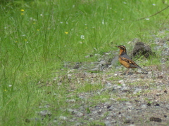 Ixoreus naevius carlottae