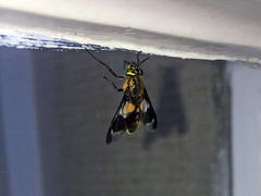 Chrysops caecutiens