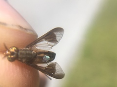 Chrysops aberrans