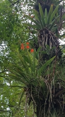 Prosthechea vitellina