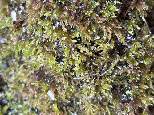 Elegant Beaked Moss (Eurhynchiastrum pulchellum)