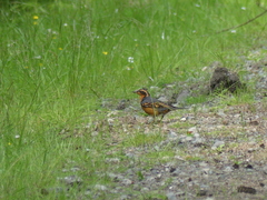 Ixoreus naevius carlottae