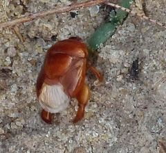 Scaptocoris castaneus