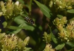 Dianthidium subparvum