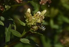 Dianthidium subparvum