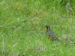 Ixoreus naevius carlottae