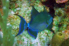 Balistes vetula