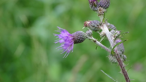 pichliač močiarny (Cirsium palustre)