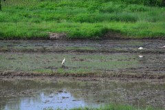 Bubulcus ibis coromandus