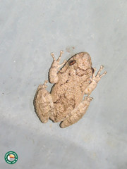 Scinax acuminatus