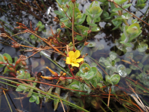 Hypericum elodes (Hypericum elodes)