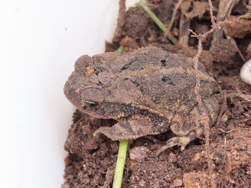 Gulf Coast Toad, photo 7 of 10