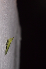 Tropidomantis gressitti
