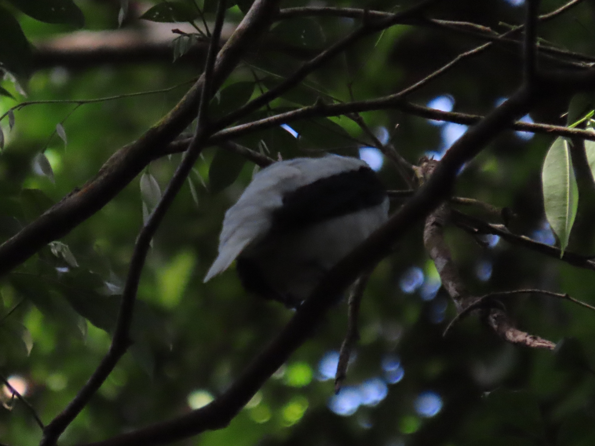 Bearded Bellbird (Procnias averano), photo 6