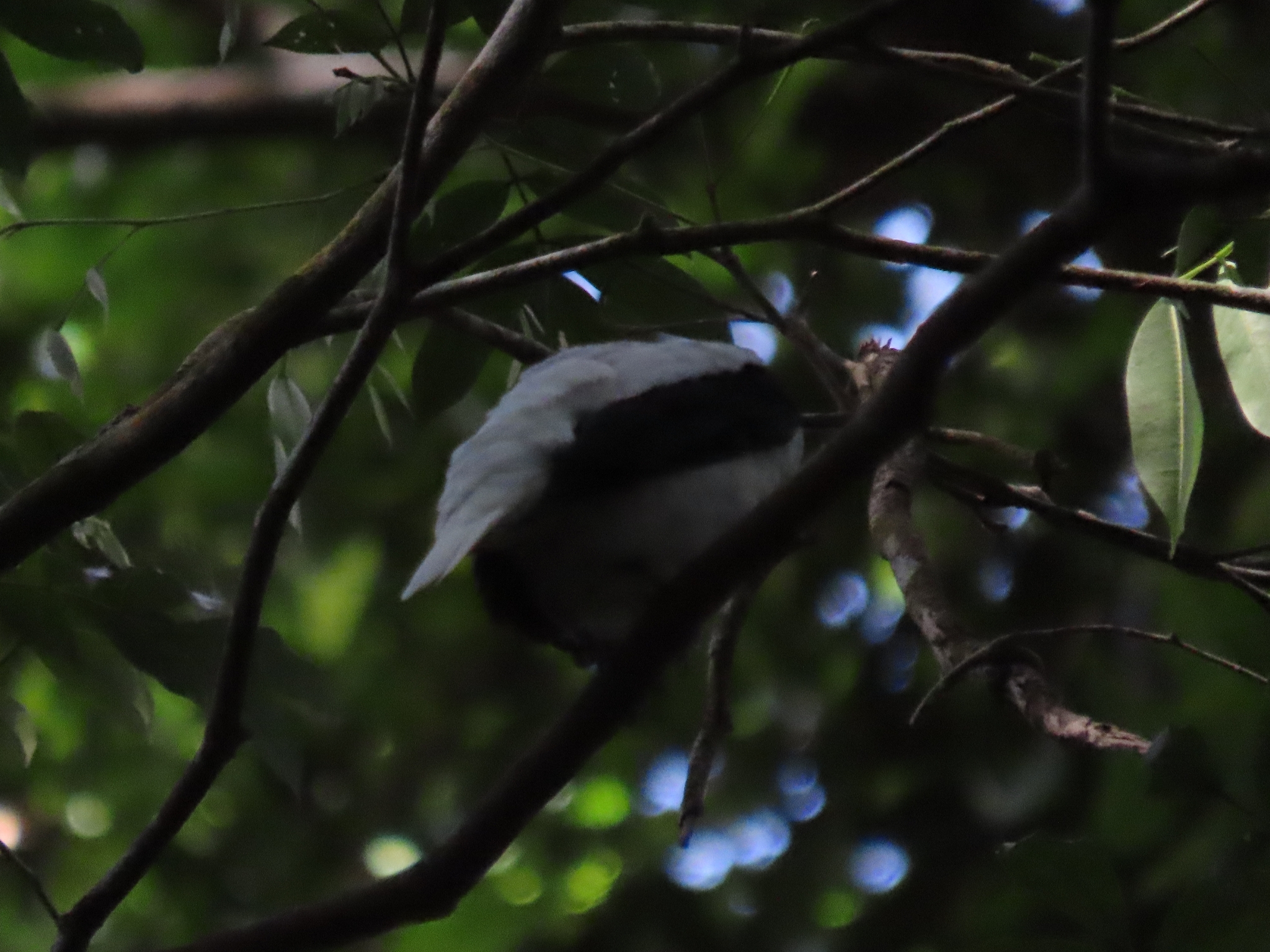 Bearded Bellbird (Procnias averano), photo 5