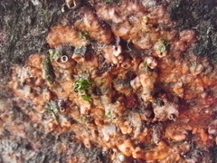 Cryptosula pallasiana