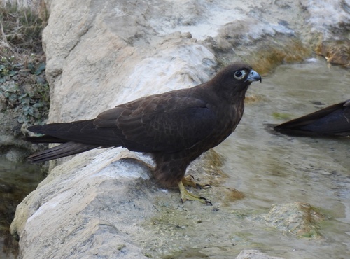 Eleonora's Falcon, photo 5 of 10