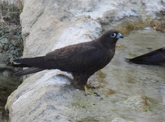 Eleonora's Falcon photo 5