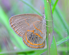 Neonympha areolatus