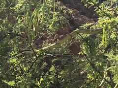 Masticophis bilineatus