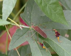 Anisoscelis marginellus